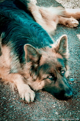 Volfangel_2014-02-16 Jéremy flammes_0213