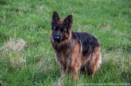 Volfangel_2014-02-16 Jéremy flammes_0391